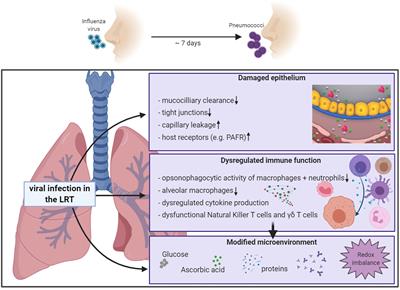 Virus-Induced Changes of the Respiratory Tract Environment Promote Secondary Infections With Streptococcus pneumoniae